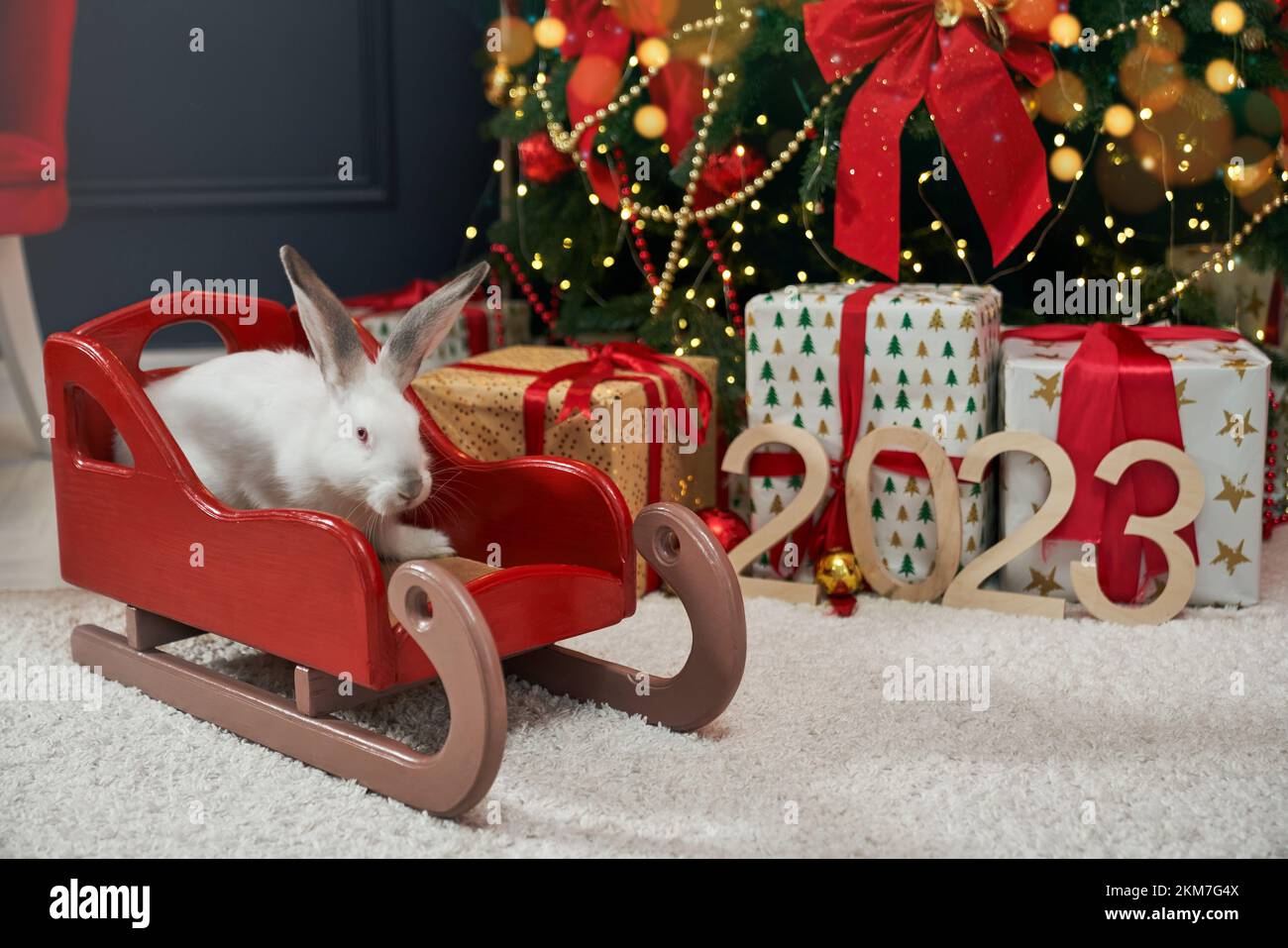 Seitenansicht eines weißen, pelzigen Kaninchens, das im Haus auf einem roten Schlitten sitzt. Tier, Symbol für Neujahr 2023, Fotoshooting im dekorierten Raum. Konzept des ersten Jahres und Feiern. Stockfoto