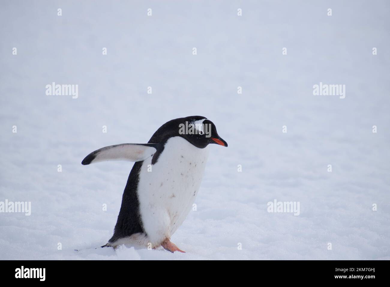 Ein Gentoo-Pinguin mit Trinkgeldern, die in der weißen Tundra der Antarktis vorwärts und rückwärts laufen. Stockfoto