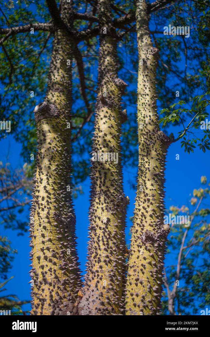 Seidenseidenbaum mit blauem Himmel. Dornige Rindenstruktur und grüne Blätter Stockfoto
