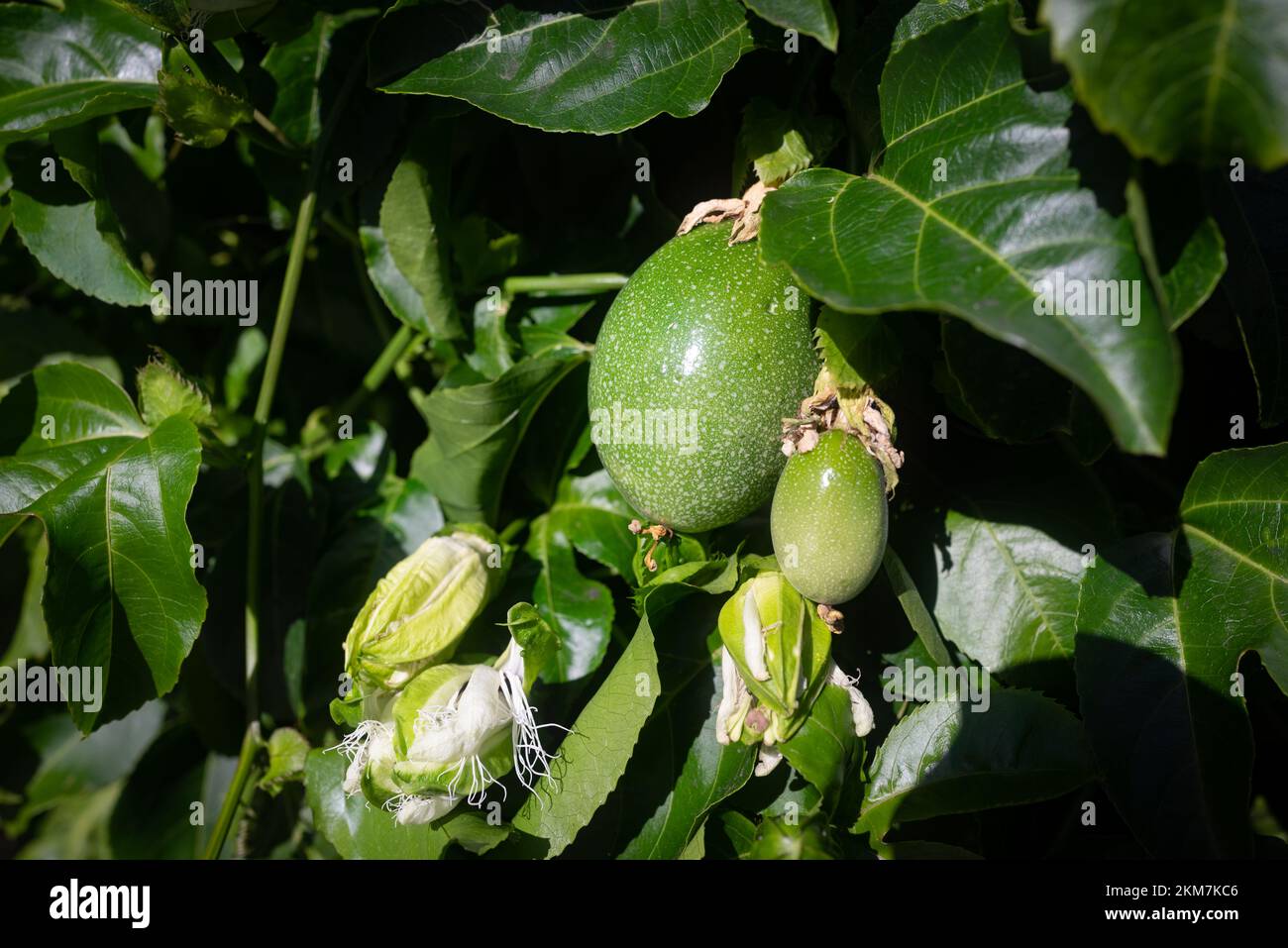 Passionsfrucht und verwelkte Passionsblumen schließen sich auf grünen Blättern Hintergrund Stockfoto