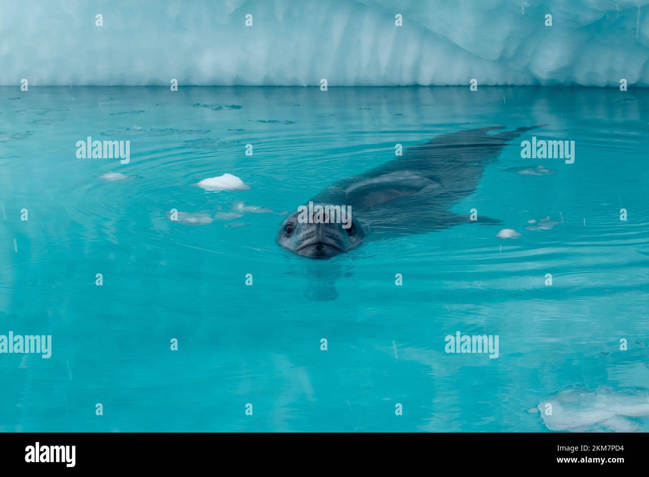 Eine Leopardenrobbe, die im Wasser um Enterprise Island schwimmt. Stockfoto