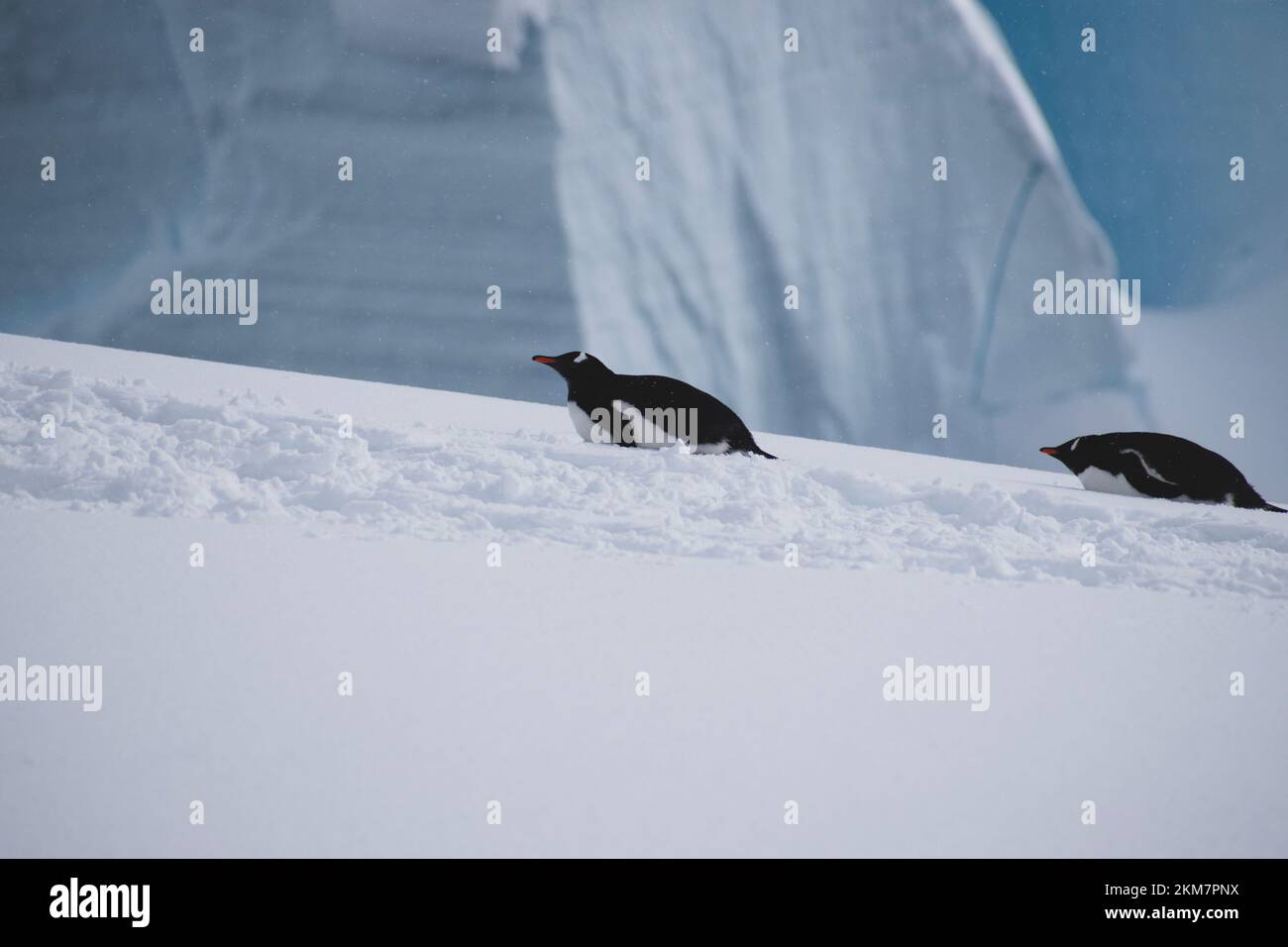 Zwei Gentoo-Pinguine ruhen auf den schneebedeckten Hügeln von Enterprise Island in der Antarktis. Stockfoto