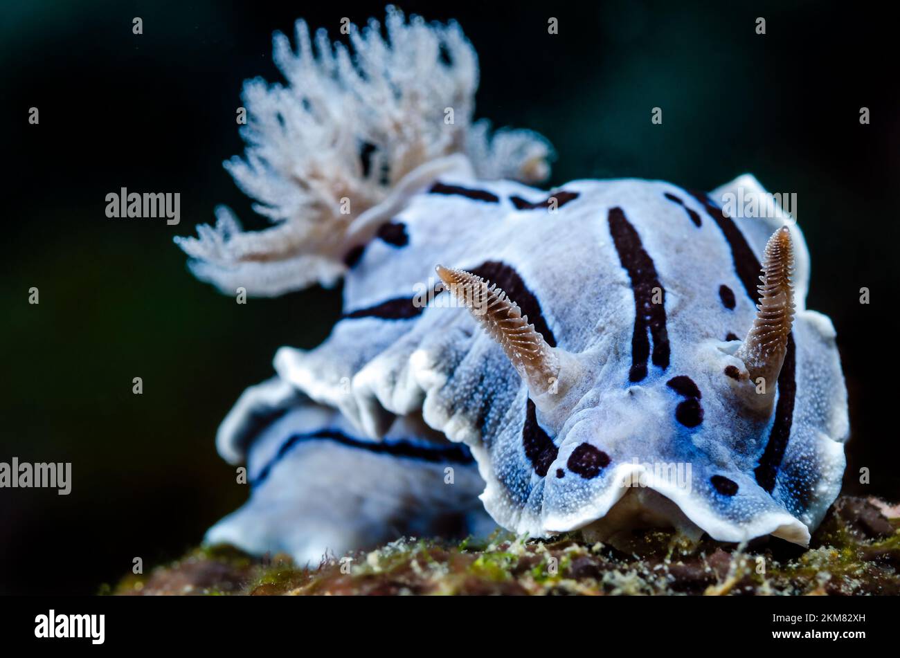 Nacktwurst, Seeschnecke Stockfoto