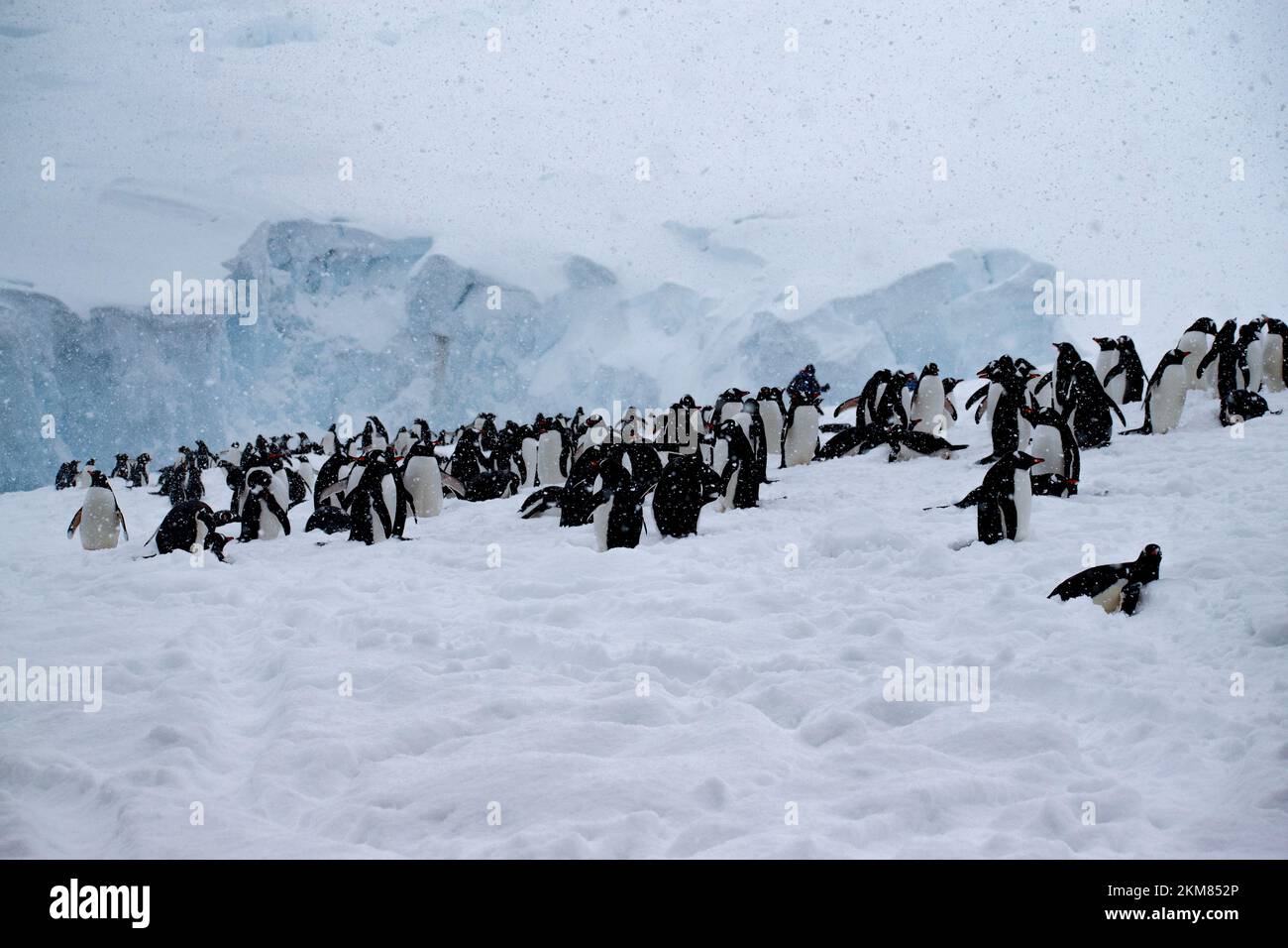 Ein Waddel oder eine Gruppe von Gentoo-Pinguinen im Hafen von Neko, antarktische Halbinsel. Stockfoto