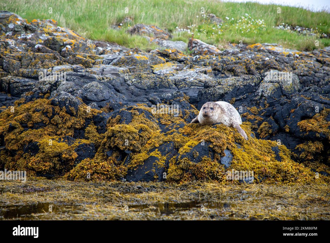 Eine wilde Robbe (Phoca vitulina) auf einem Felsen am Ufer eines Sees in Schottland Stockfoto