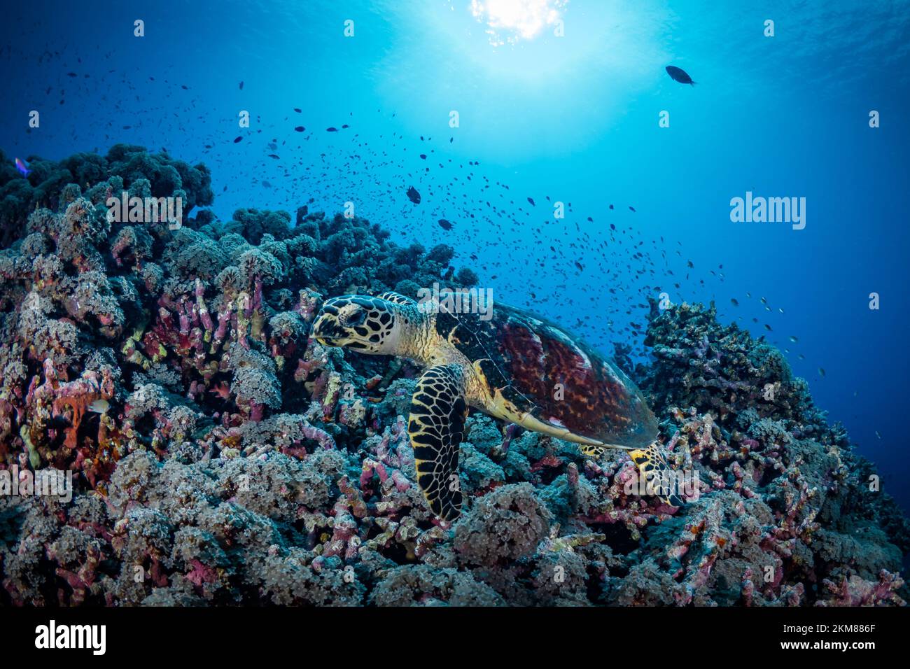 Hawksbill Sea Turtle, die über dem wunderschönen Korallenriff schwimmend ist Stockfoto