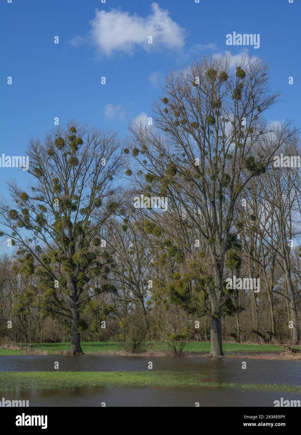 Überschwemmung im Naturschutzgebiet Urdenbacher Kaempe am Rhein, altes Rheinflutgebiet, Düsseldorf, Deutschland Stockfoto