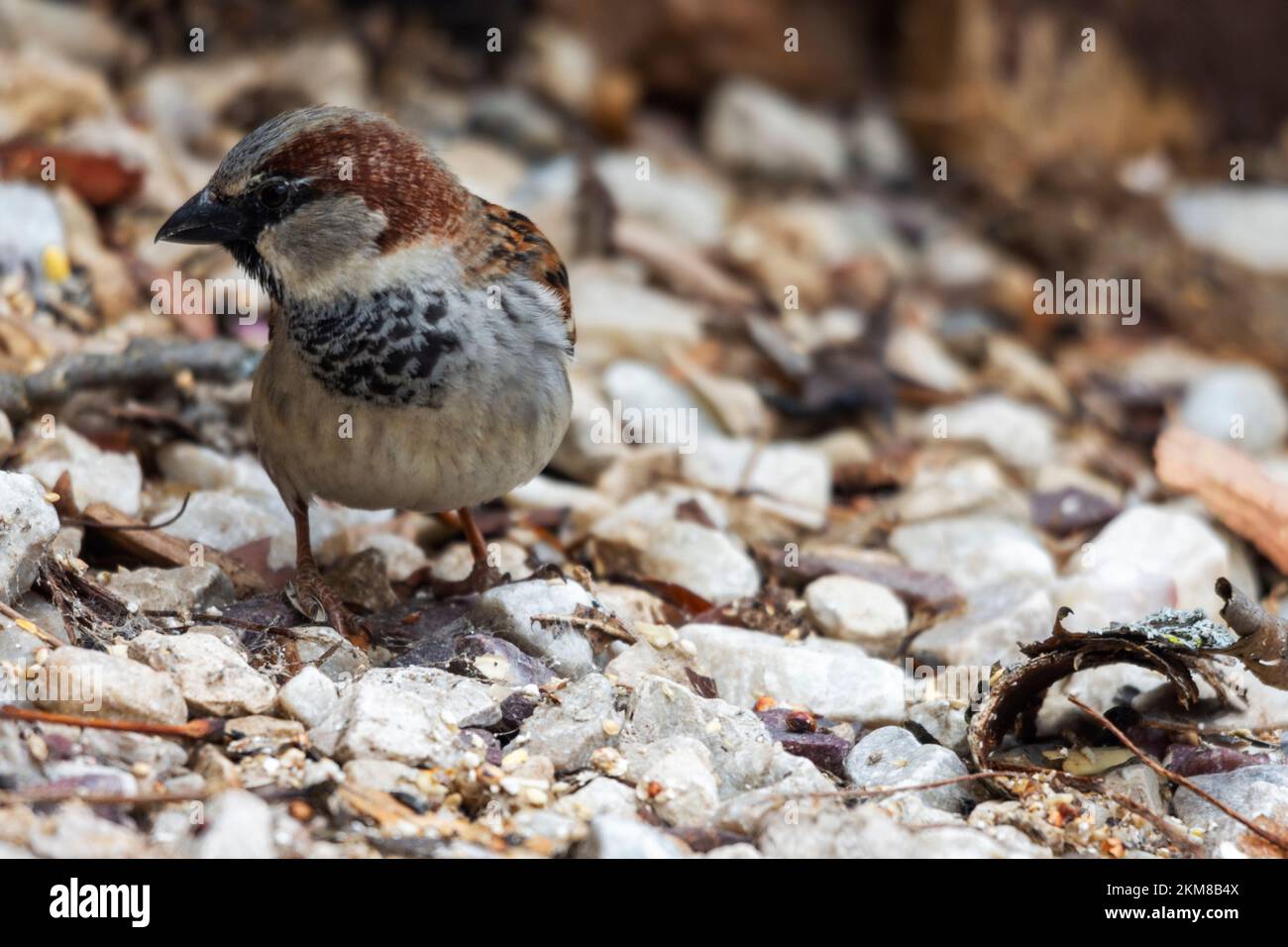 Männlicher Hausspatz sucht nach Samen auf dem Boden. Stockfoto