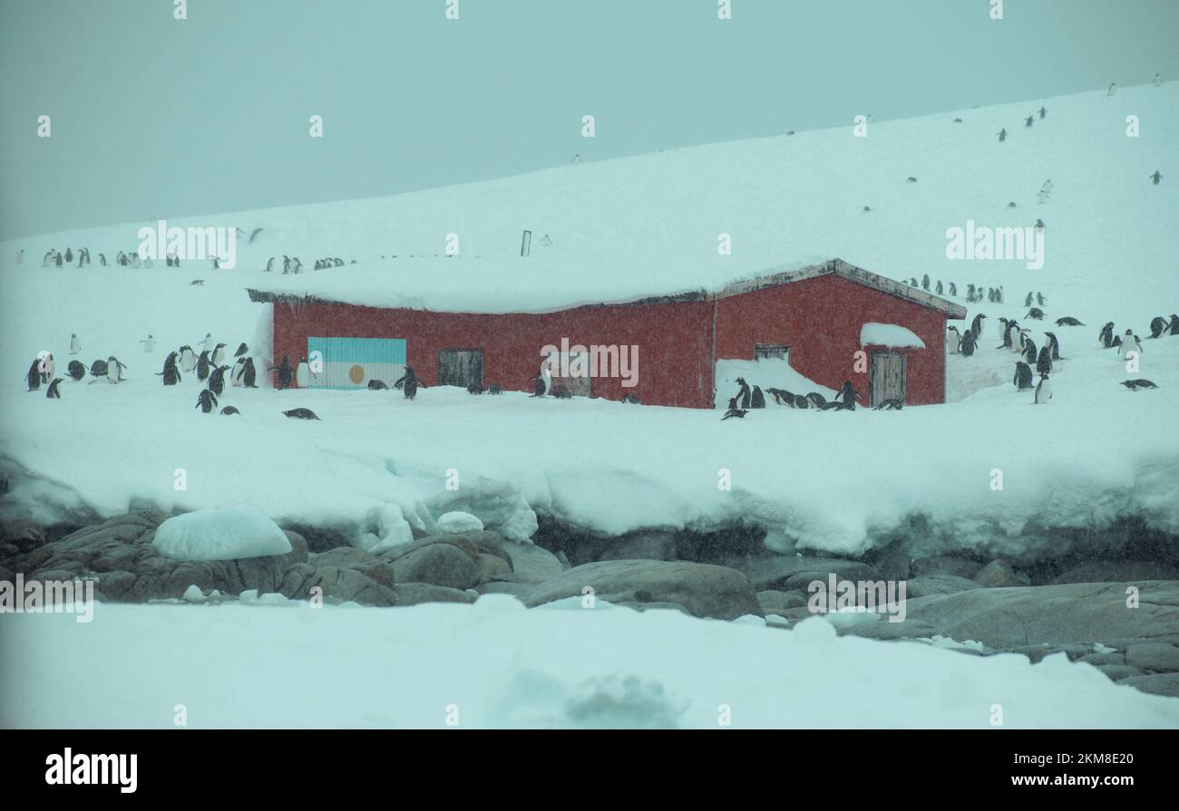 Pinguine versammelten sich um die Brown Research Station auf Paradise Island. Stockfoto