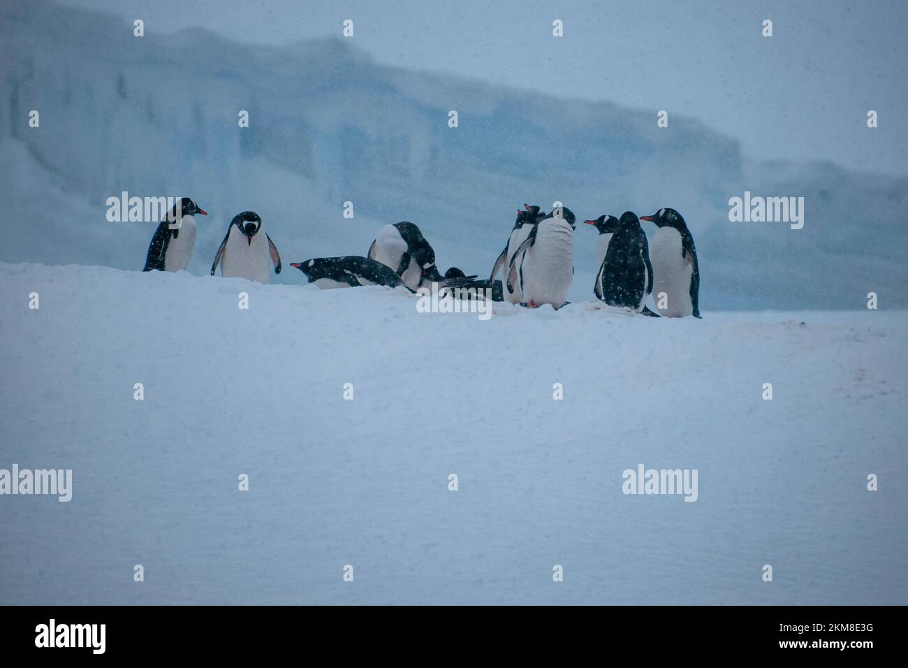 Pinguine warten darauf, dass der Schnee in der Antarktis schmilzt, um ein nächstes für den Sommer zu bauen. Stockfoto