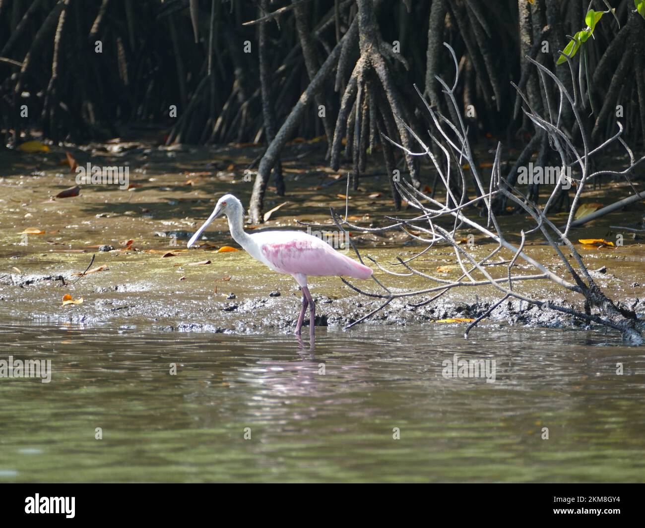 Rosenlöffel in El Salvador Stockfoto