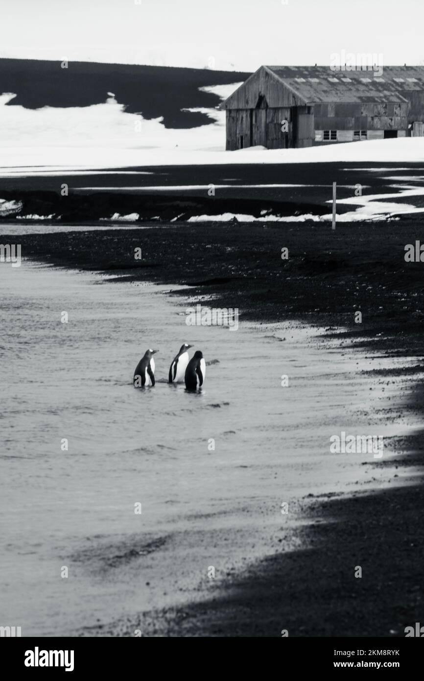 Drei Gentoo-Pinguine gehen aus dem Wasser auf die South Shetland Island in der Antarktis. Die vulkanische Insel der Täuschung mit schwarzen Stränden. Stockfoto