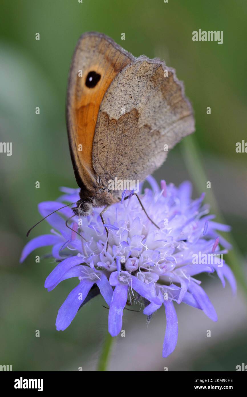 Wiesenbrauner Schmetterling, der auf knautia-Blüten sitzt Stockfoto