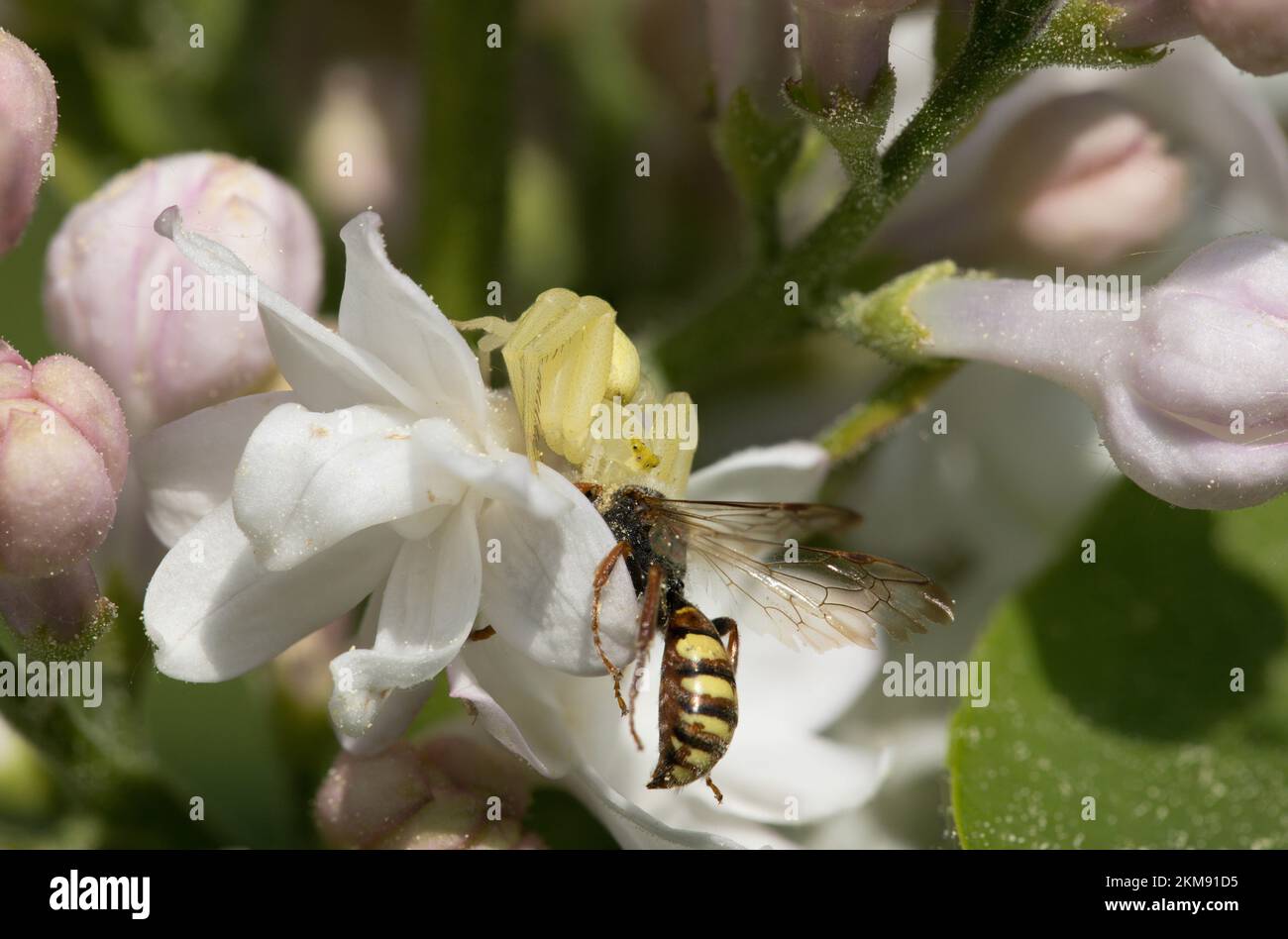Krabbenspinne mit Wespe als Beute auf Apfelblüte Stockfoto