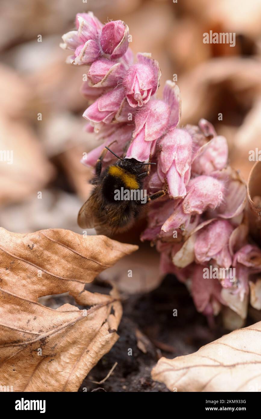 Bumble-Bee-Fütterung von Lathraea squamaria, dem gewöhnlichen Zahnkraut Stockfoto