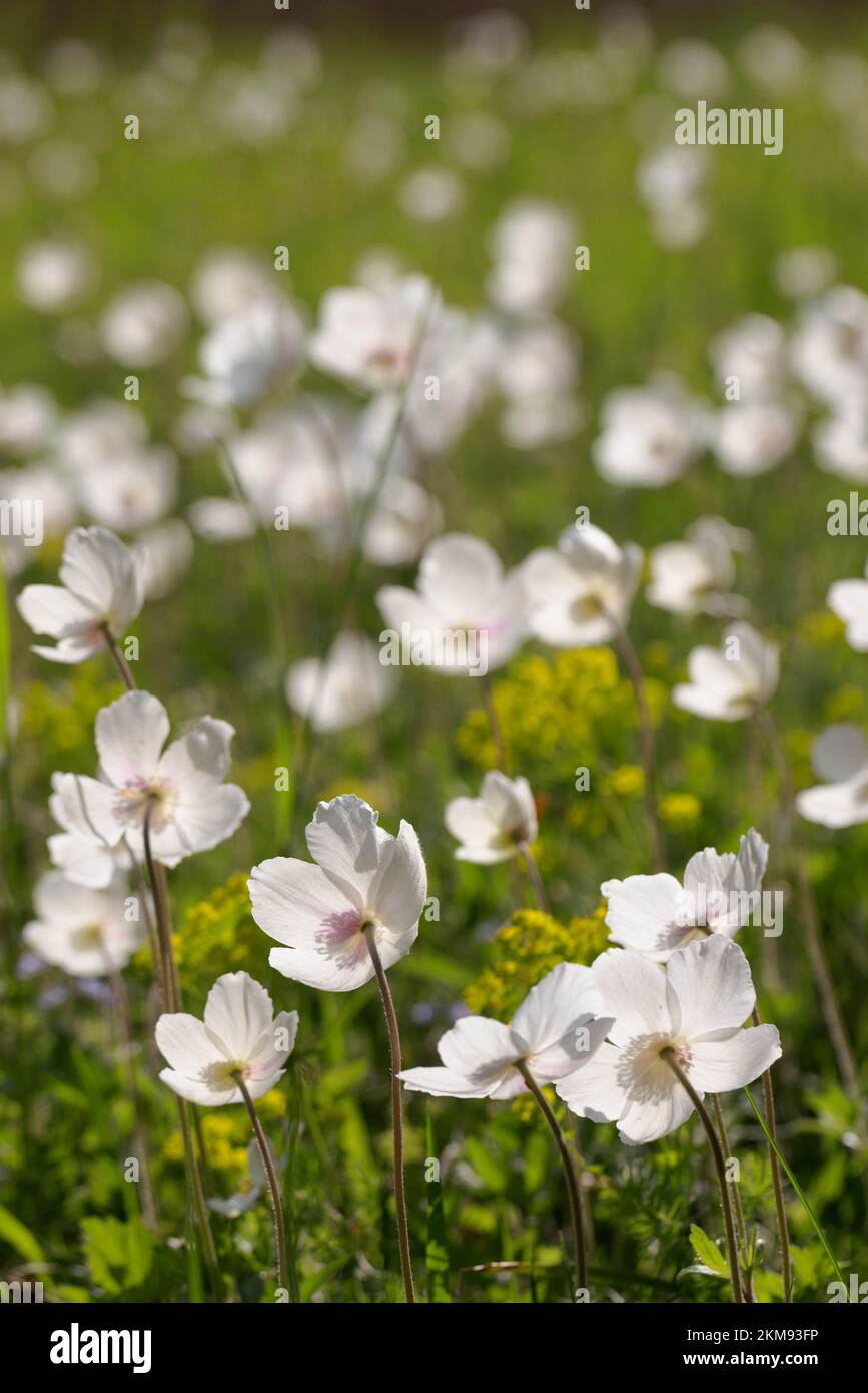 Großer Schneeglöckenstand (Anemone sylvestris) in Bayern im Frühjahr Stockfoto