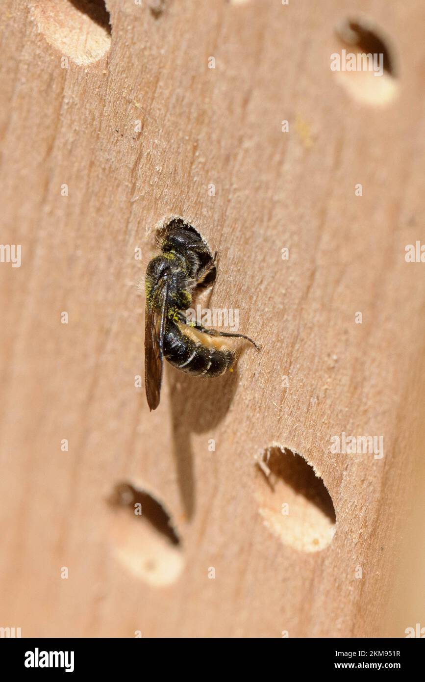 Kleine Wildbiene (Heriaden) in einem Nest Stockfoto