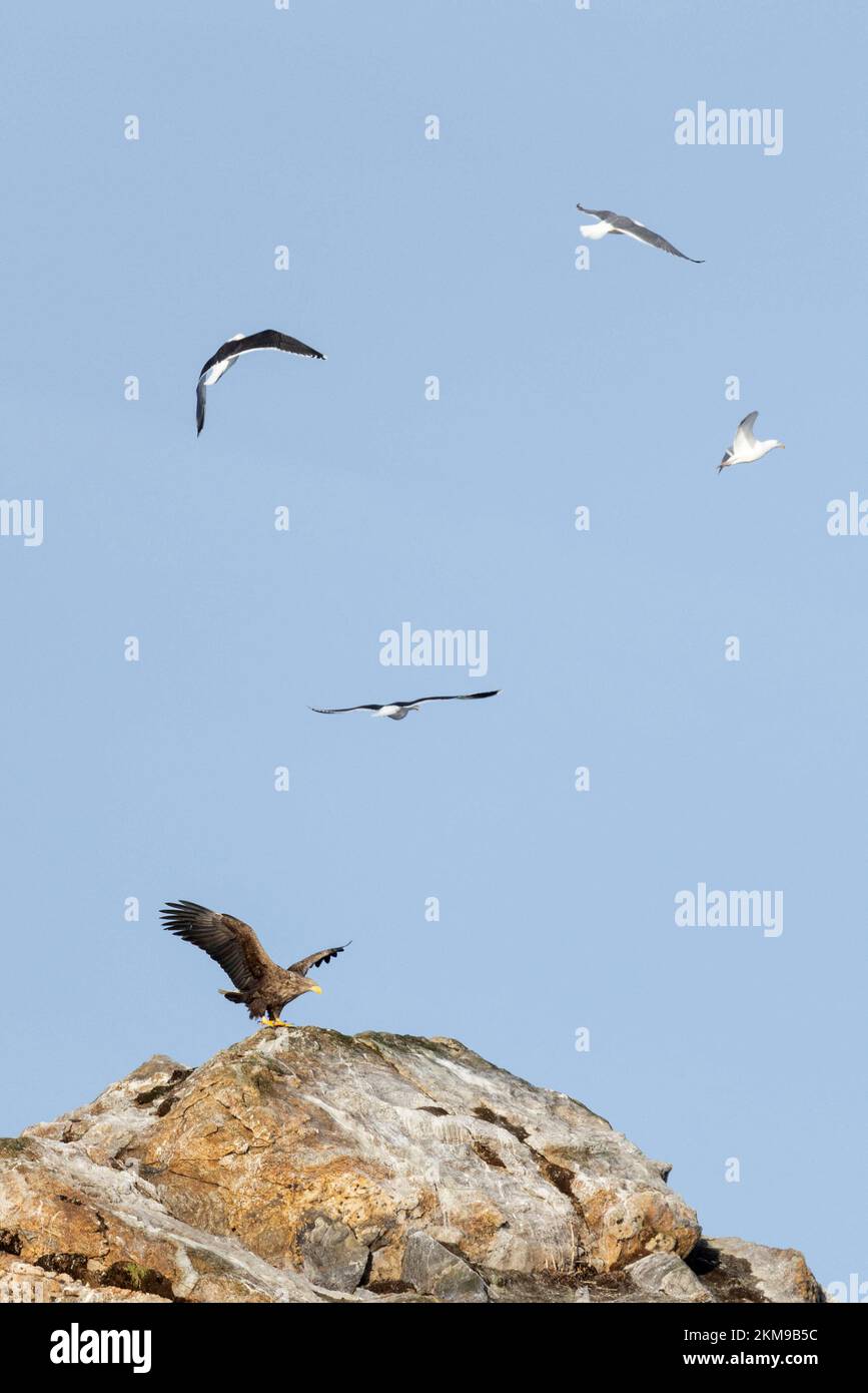 Möwen belästigen einen Adler, der auf einem Felsen sitzt Stockfoto