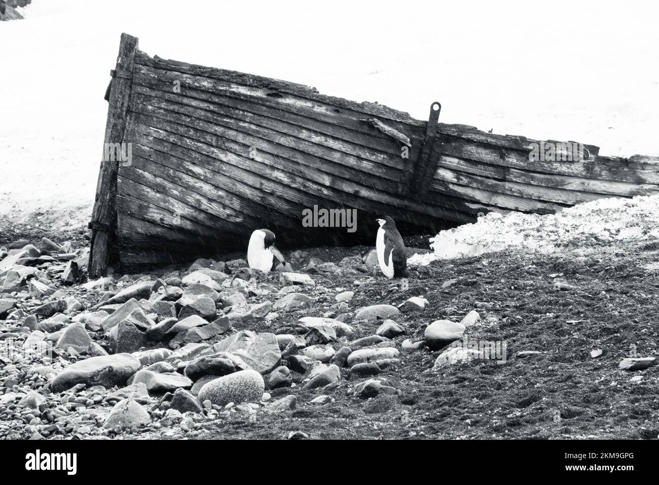 Kinnfalle-Pinguin, der neben einem alten Walfangboot steht. Auf der Täuschungsinsel im Frühling in der Antarktis. Stockfoto