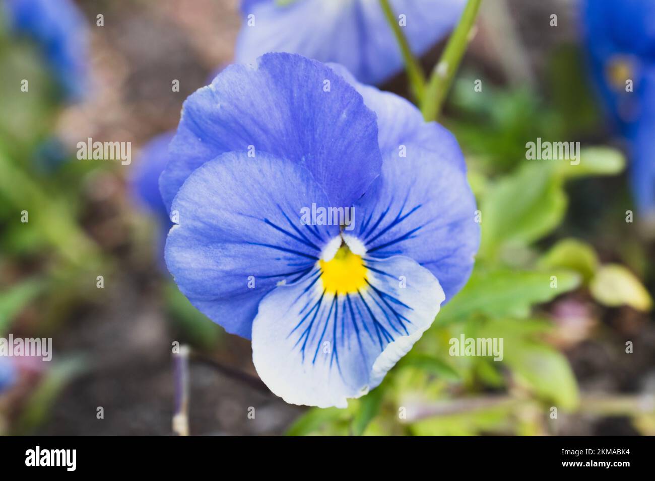 Eine violette, blaue und gelbe Viola-Blume in Blüte. Stockfoto