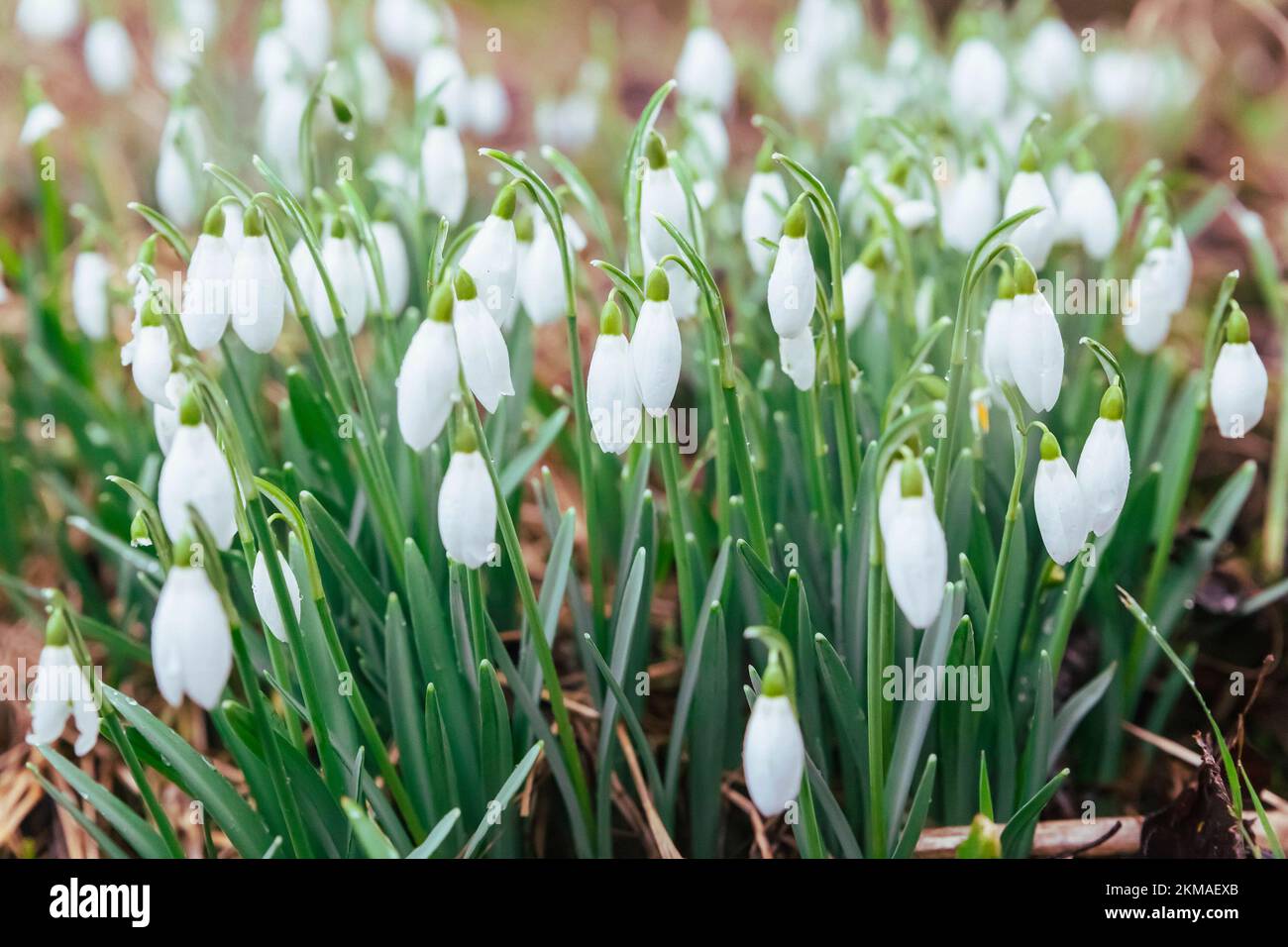 Schneeglöckchen auf der Wiese aus nächster Nähe. Pflanzenwelt Stockfoto