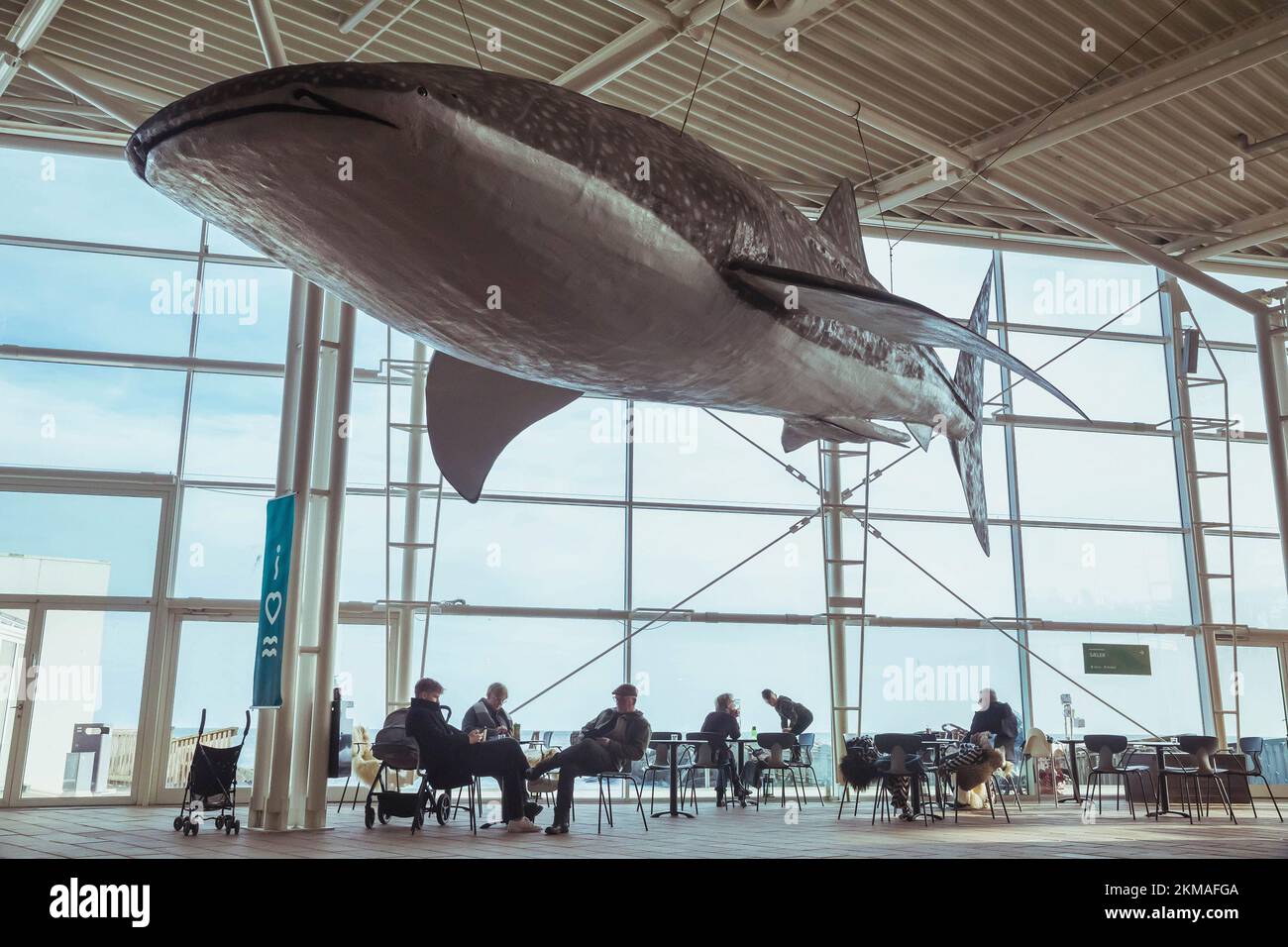 Grenaa Havn, Dänemark, Februar 2022: Riesiger Walhai im Aquarium Stockfoto