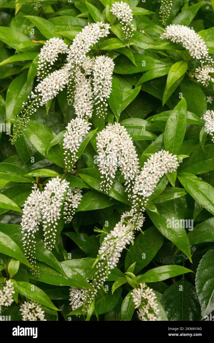 Schwanenhals Loosestrife Lysimachia clethroides blüht Blätter Stockfoto