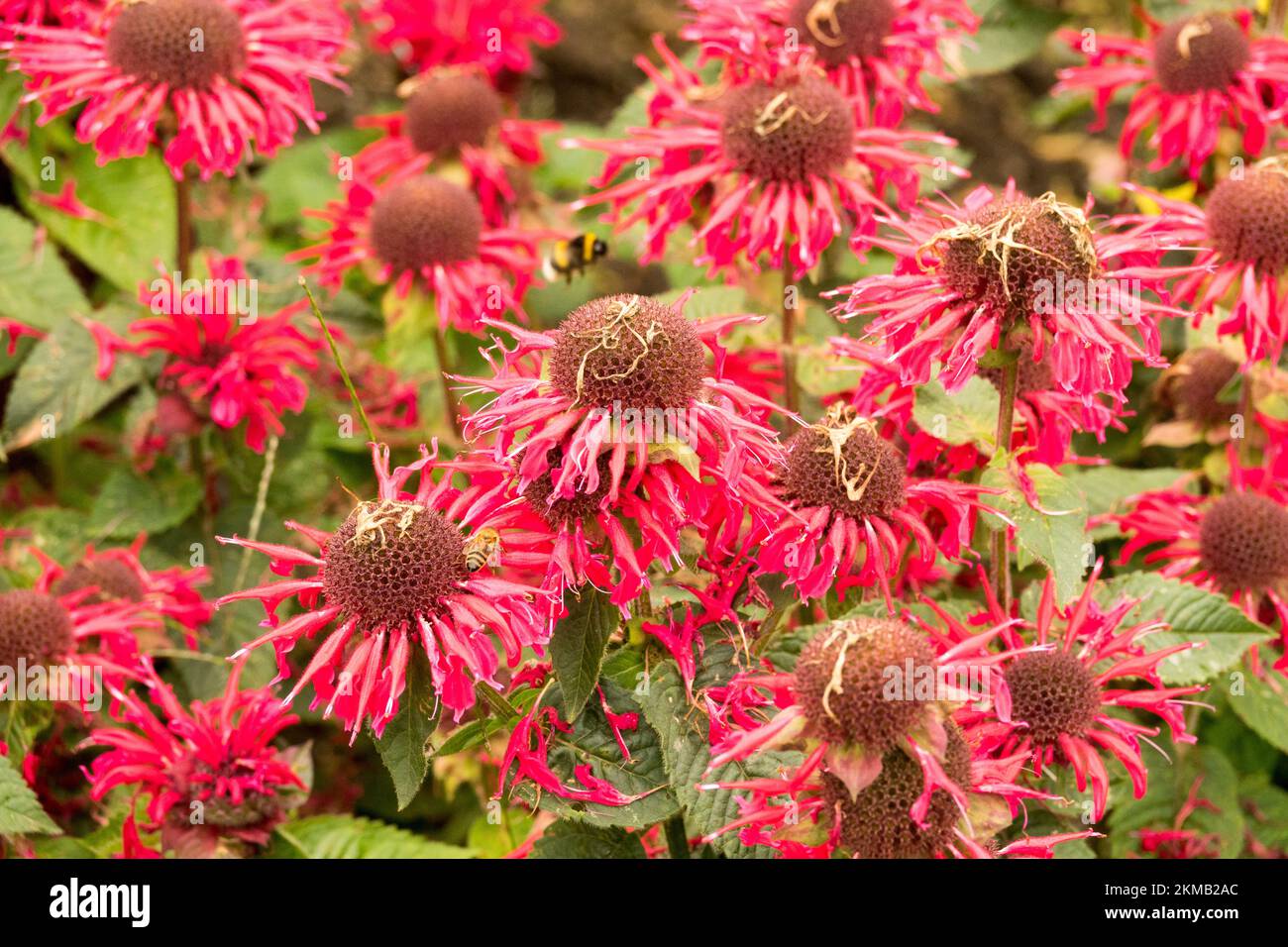 Monarda didyma Bee-Happy, Blütenköpfe, Blumen, Köpfe, Blüten, Pflanzen, Rot, Blüten, Monarda didyma Stockfoto