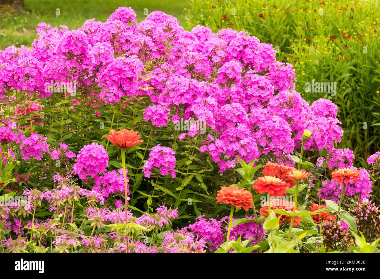 Pink, Garden Phlox paniculata, Pink Phloxes Zinnias Blumenbeet Stockfoto