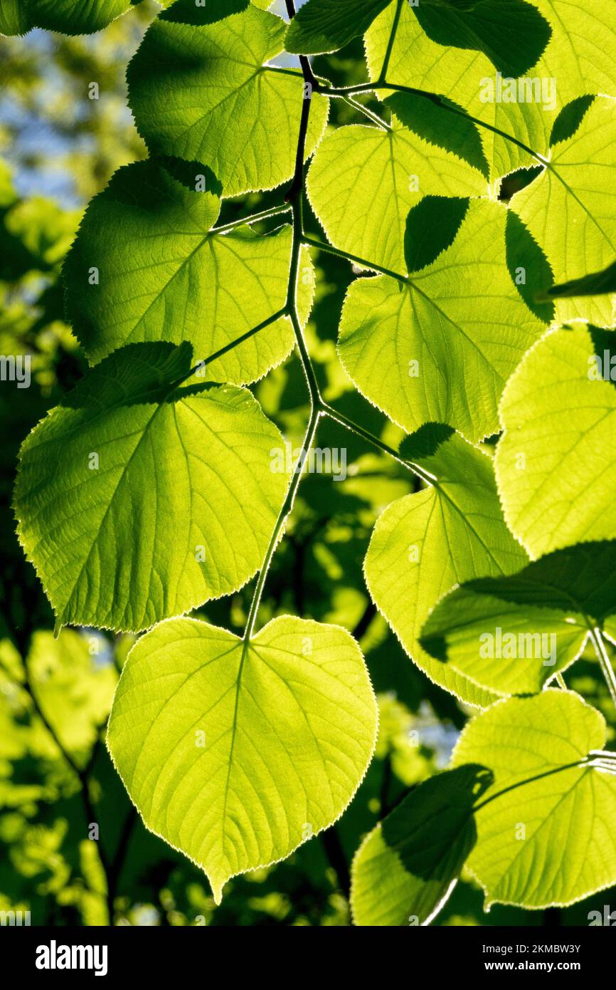 Limette, Sonnenlicht, Blätter, Tilia cordata, Sonnenschein, Von der Sonne erhellte kleinblättrige Limette, kleinblättrige Linde Stockfoto