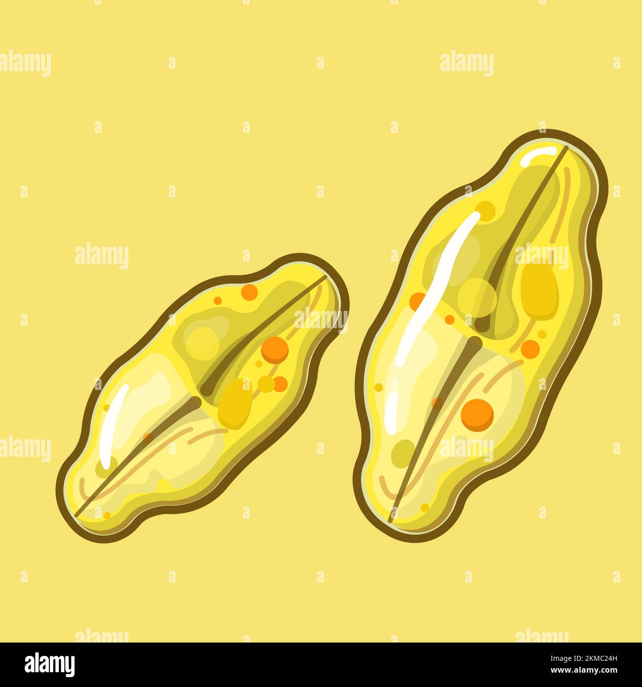 Achnanthes ist eine Gattung von Diatomen. Es stammt hauptsächlich aus der Meeresumwelt und hat Ventile in Zitronenform. Stockfoto