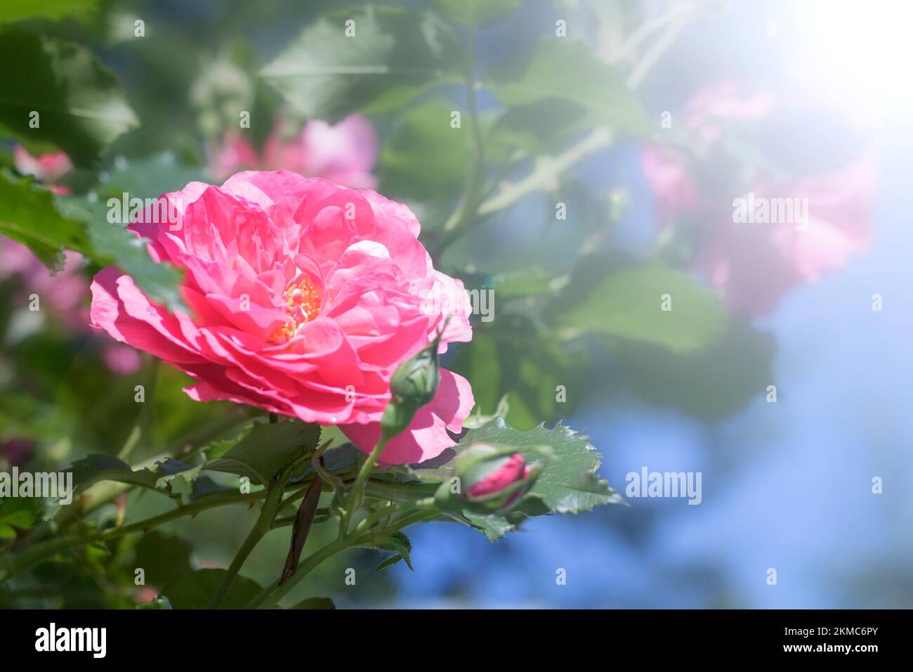 Busch einer rosa Rose an einem sonnigen Tag, vor dem blauen Himmel. Der Wind schüttelt die Äste einer rosa Rose. Rose Nahaufnahme. Stockfoto