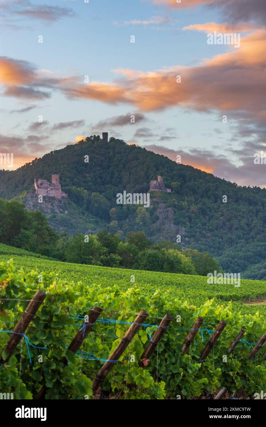 Ribeauville (Rappoltsweiler, Rappschwihr): Ruinen von 3 Burgen, Saint-Ulrich, Girsberg und Haut-Ribeaupierre, Elsass, Haut-Rhin (O Stockfoto