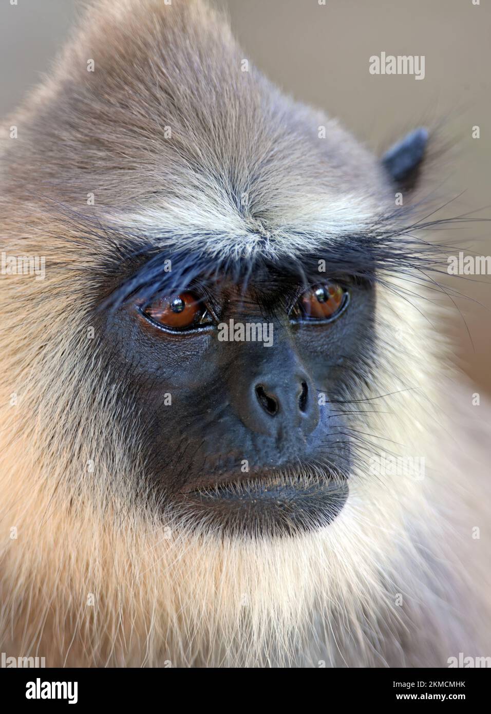 Hanuman Langur (Semnopithecus entellus) Nahaufnahme des adulten Kopfes Sri Lanka Dezember Stockfoto