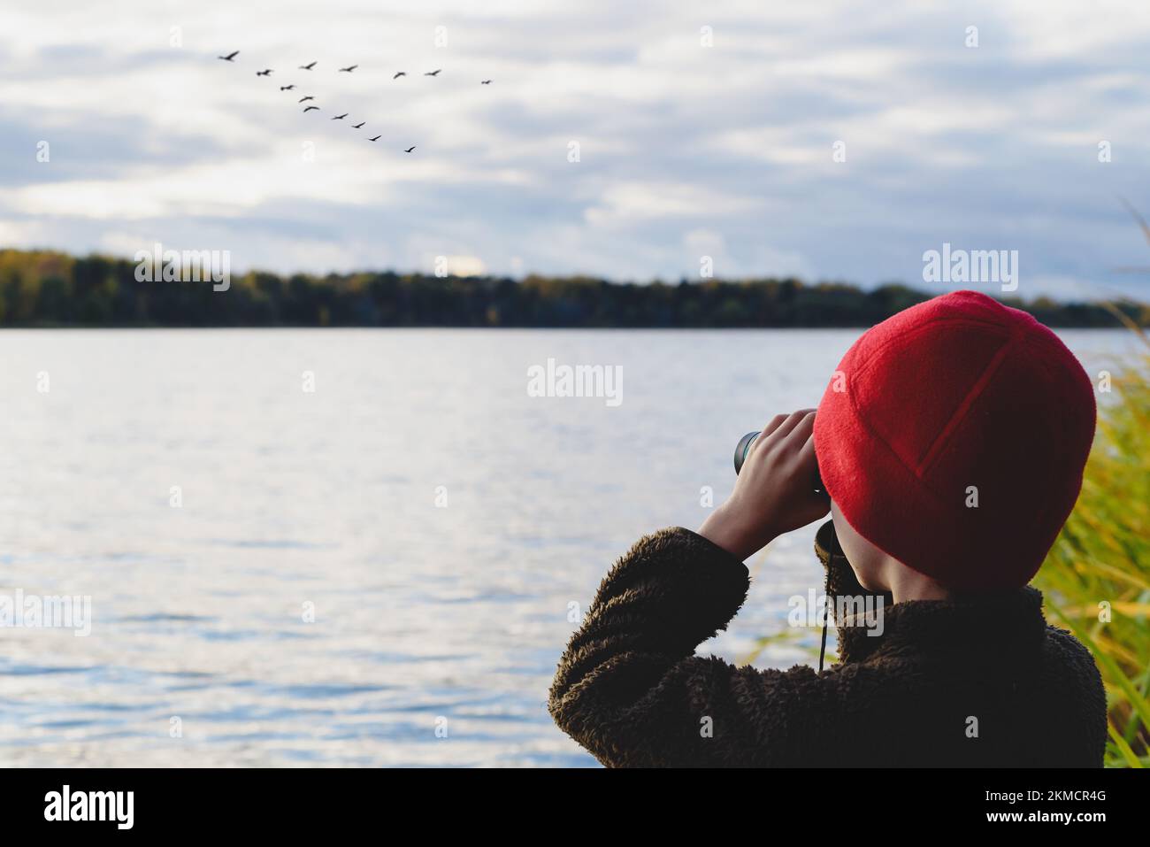 Ein Kind am Seeufer beobachtet im Fernglas, wie eine Schar Zugvögel trainiert, um in einem Keil zu fliegen Stockfoto