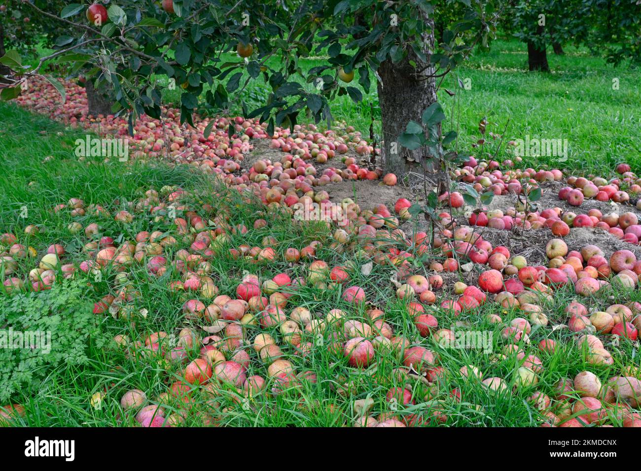 Reife Apfeläpfel in der Nähe von Burrow Hill Cider auf den Somerset Levels Stockfoto