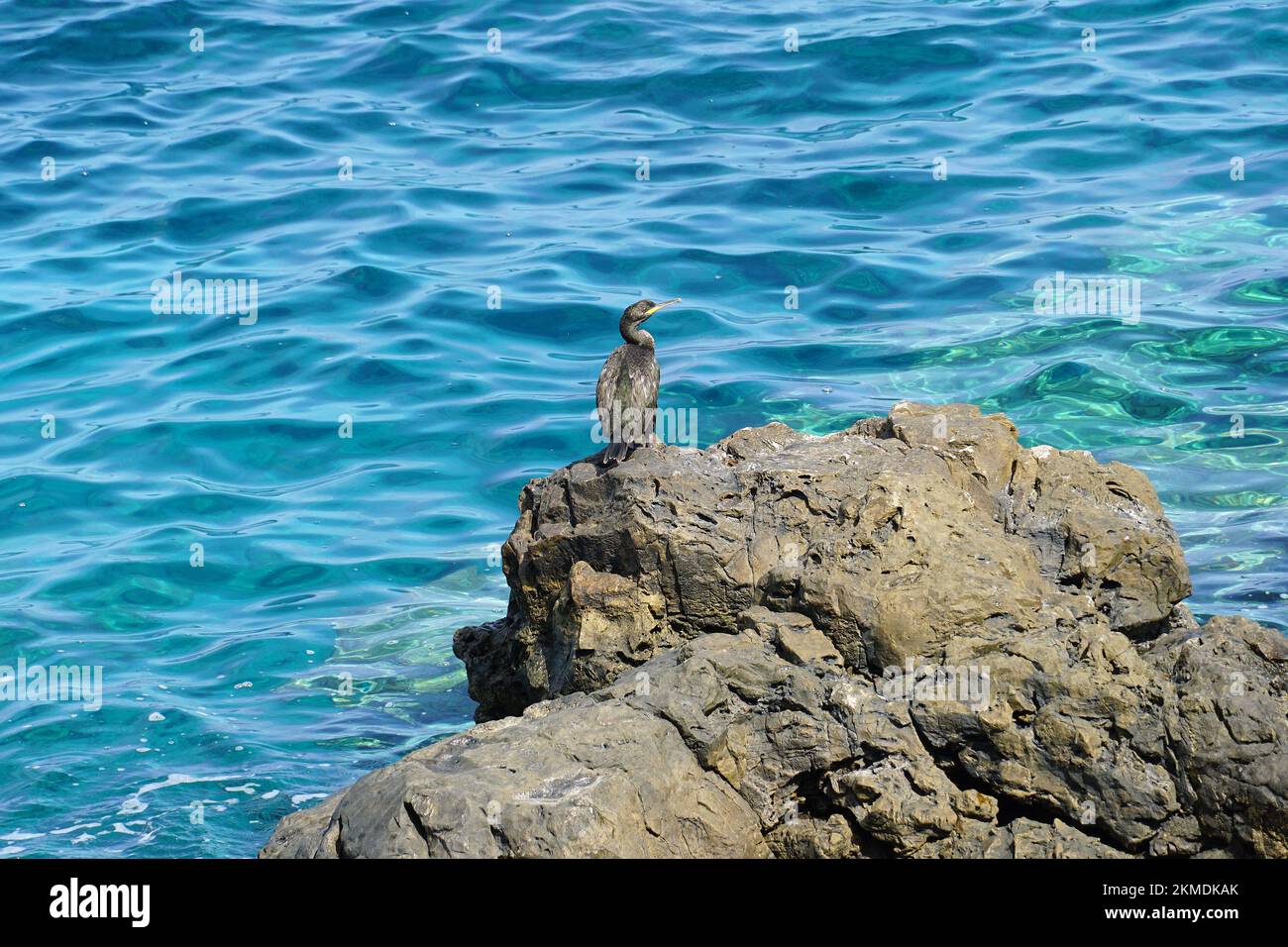 Europäischer Shag, Krähenscharbe, Cormoran huppé, Gulosus aristotelis, üstökös kárókatona, Kreta, Griechenland, Europa Stockfoto