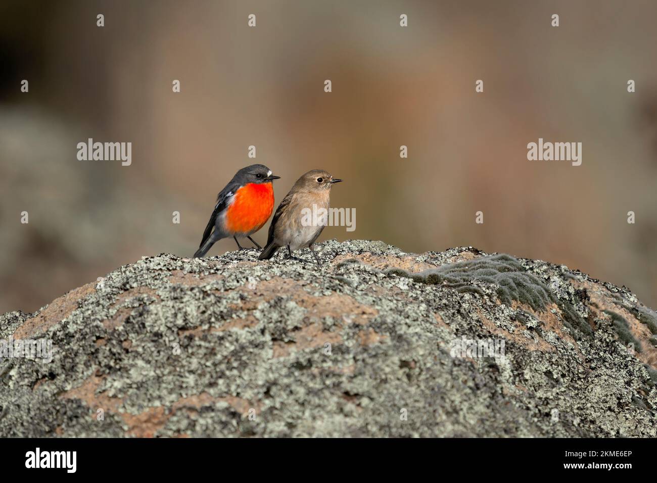 Männliche und weibliche Flame Robins im südlichen Namadgi-Nationalpark Stockfoto