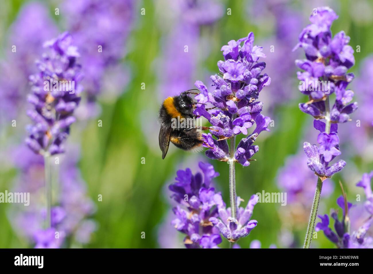 Hummel auf lila Lavendelblüte auf der Wiese, Bombus terrestris Hummel Stockfoto
