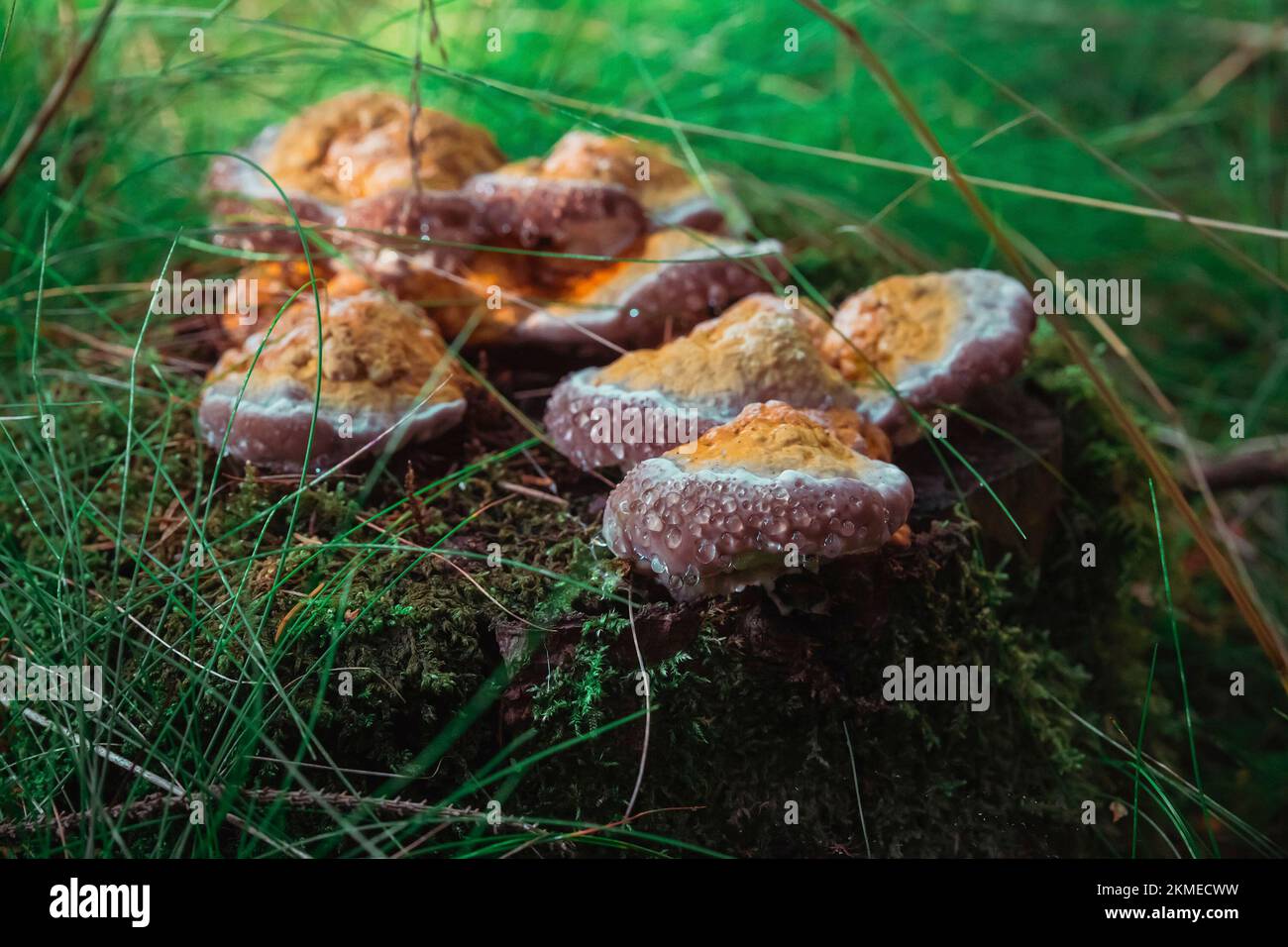 Pilze mit Tautropfen auf einem Baumstumpf im Abendwald Stockfoto