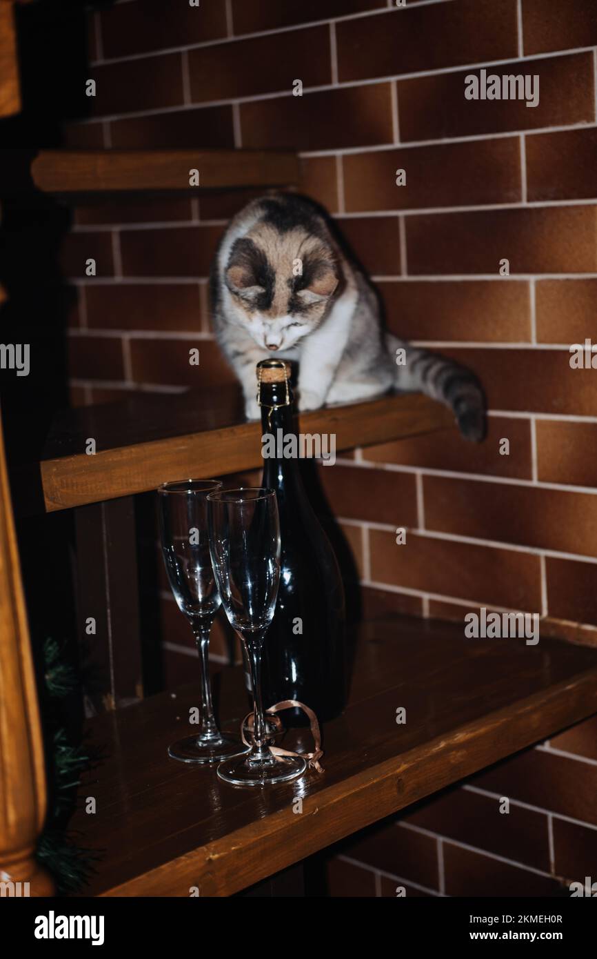 Süße neugierige Katze schnüffelt Champagner und Gläser bereit für Geburtstagsfeier oder Neujahrsfeier zu Hause. Stockfoto