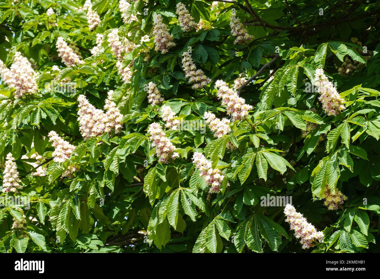 Weiße Blumen aus blühendem Rosskastanienbaum Stockfoto