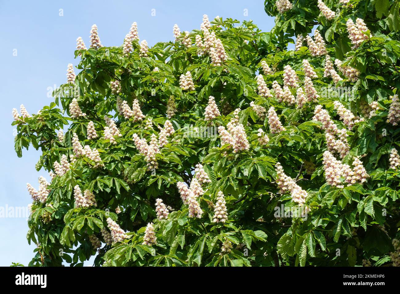 Weiße Blumen aus blühendem Rosskastanienbaum Stockfoto