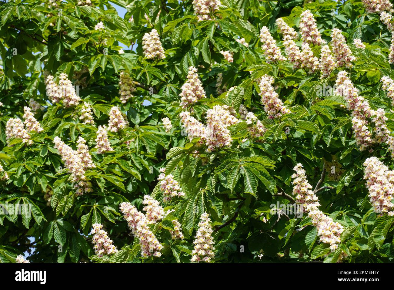 Weiße Blumen aus blühendem Rosskastanienbaum Stockfoto
