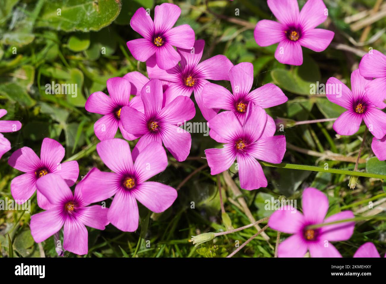 Rosa Wildblumen blühen im Frühling Stockfoto