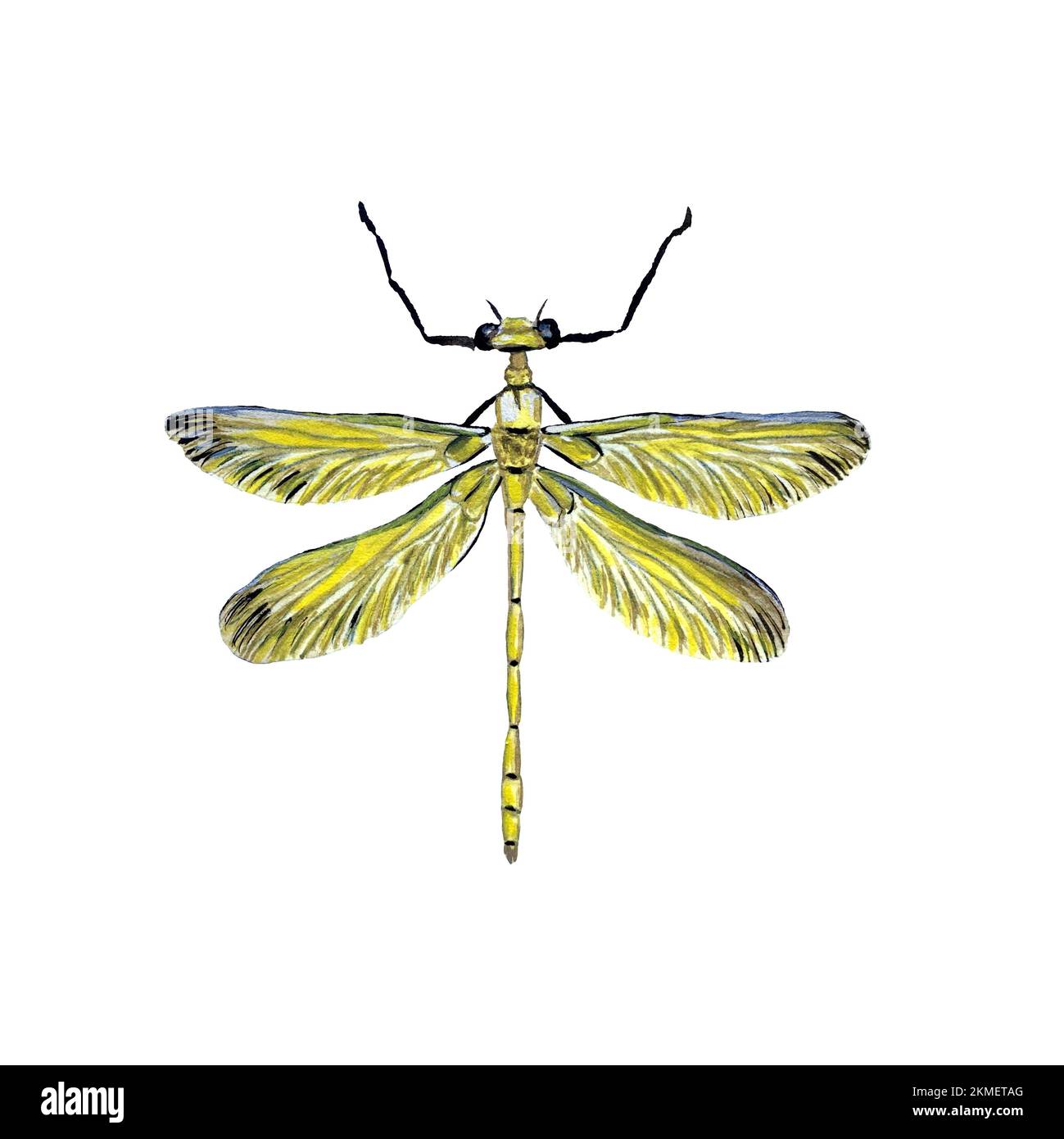 Libelle Gelb niedliche Textur eine Skizze in Aquarellfarben Stockfoto
