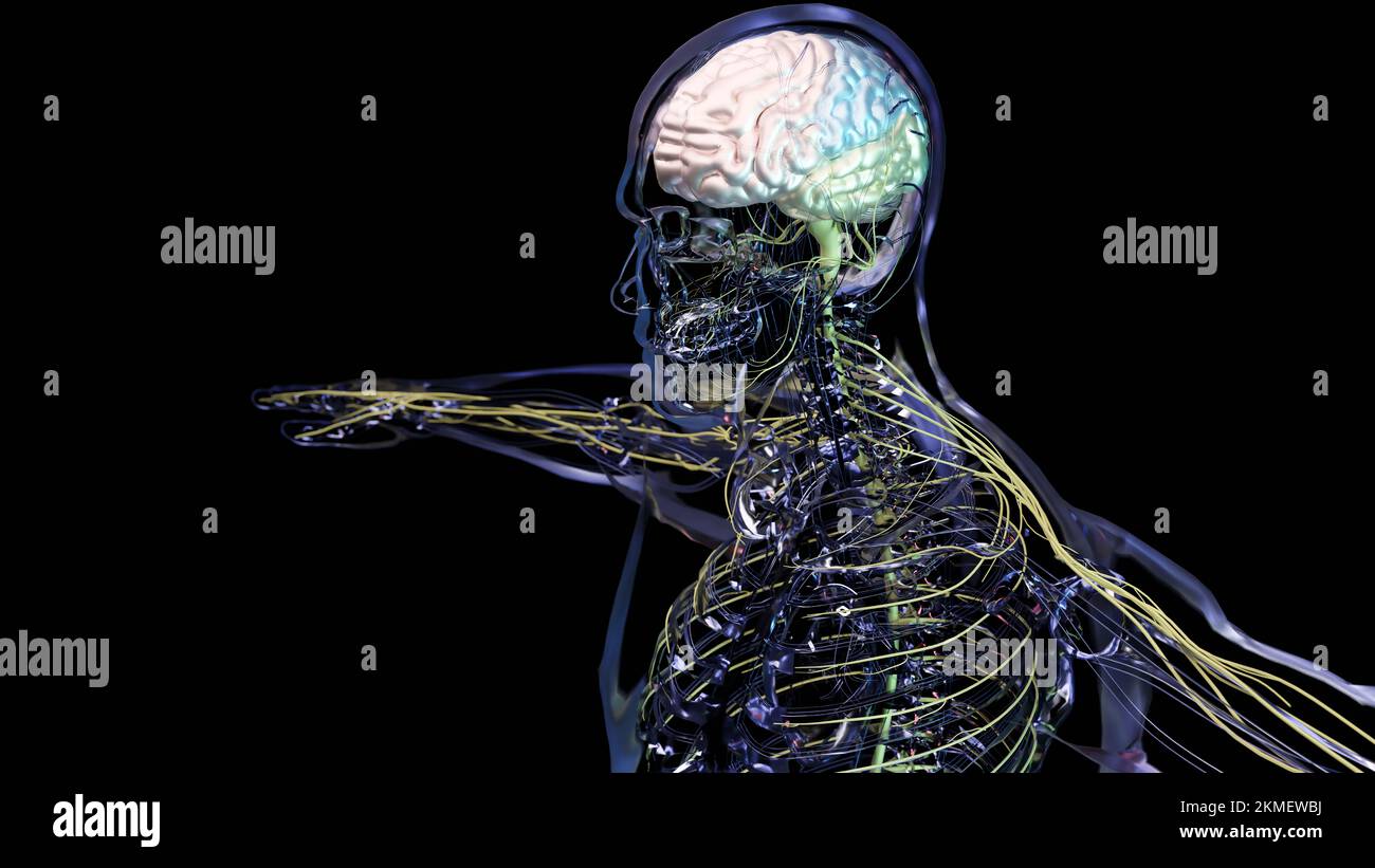 Anatomie des menschlichen Gehirns, Abschnitte sind durch farbige Flecken getrennt, medizinisches Diagramm mit parasympathischen und sympathischen Nerven. Medizinisch Stockfoto