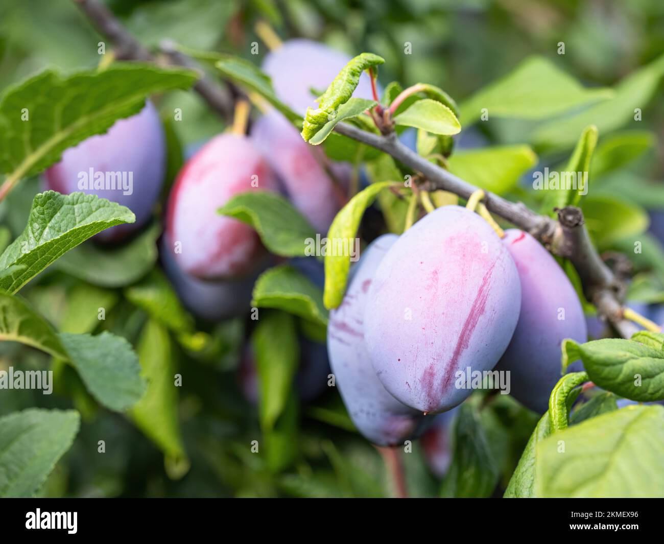 Reife Pflaumenfrucht (Prunus domestica) am Ast eines Baumes. Ein frischer Haufen natürlicher Früchte, die im hausgemachten Garten wachsen. Nahaufnahme. Ökologischer Landbau, gesunder Foo Stockfoto