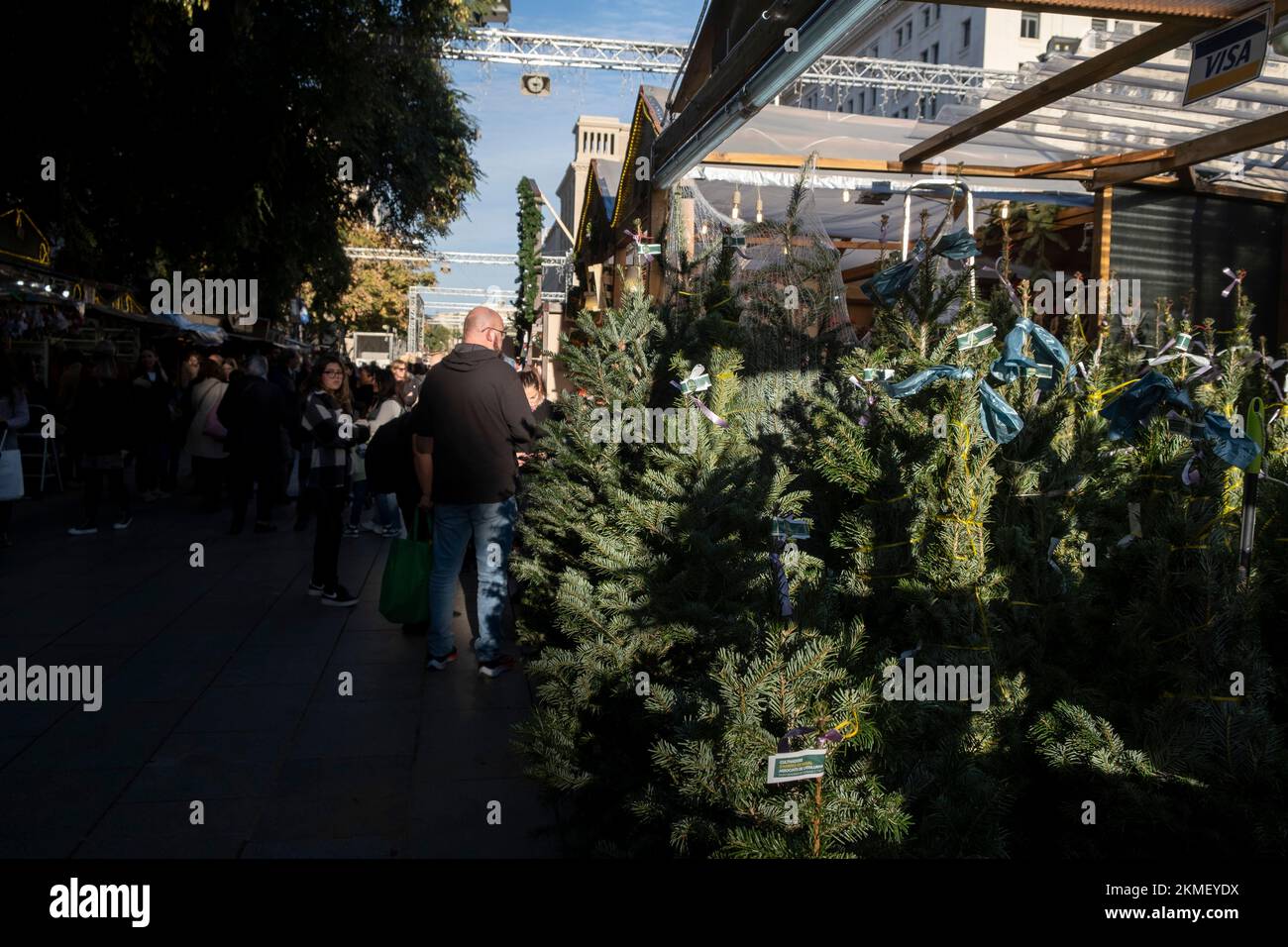 Barcelona, Katalonien, Spanien. 26.. November 2022. Auf der Weihnachtsmesse in Santa Llúcia werden Tannen zum Verkauf angeboten. Erster Tag der traditionellen Weihnachtsmesse, allgemein bekannt als Santa Llúcia, die seit 1786 in Barcelona auf der Avinguda de la Catedral stattfindet. (Kreditbild: © Paco Freire/SOPA Bilder über ZUMA Press Wire) Stockfoto