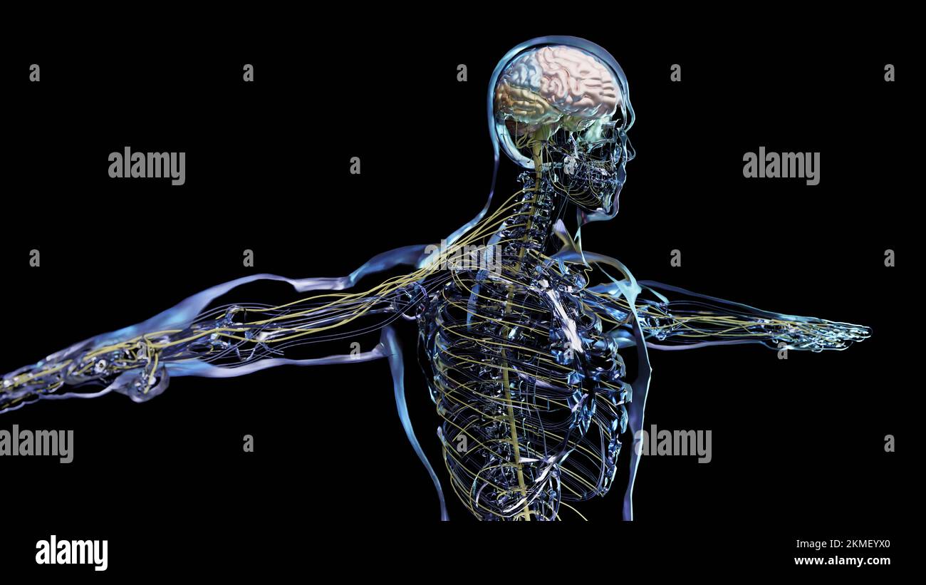 Anatomie des menschlichen Gehirns, Abschnitte sind durch farbige Flecken getrennt, medizinisches Diagramm mit parasympathischen und sympathischen Nerven. Medizinisch Stockfoto